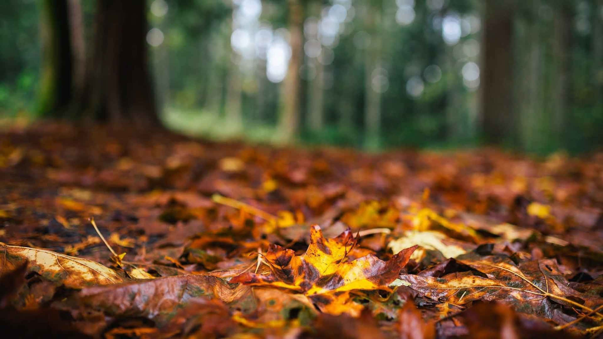 Dried Leaves Bokeh Shot Fall Laptop Background