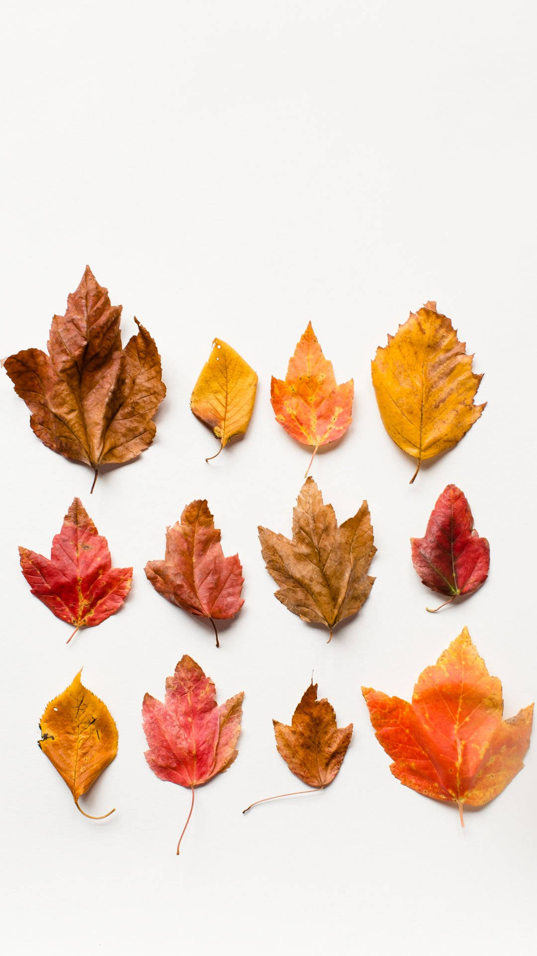 Dried Leaves In Autumn Phone Background