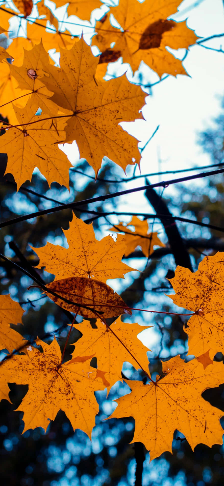 Dried Leaves Of Cute Autumn Iphone Background