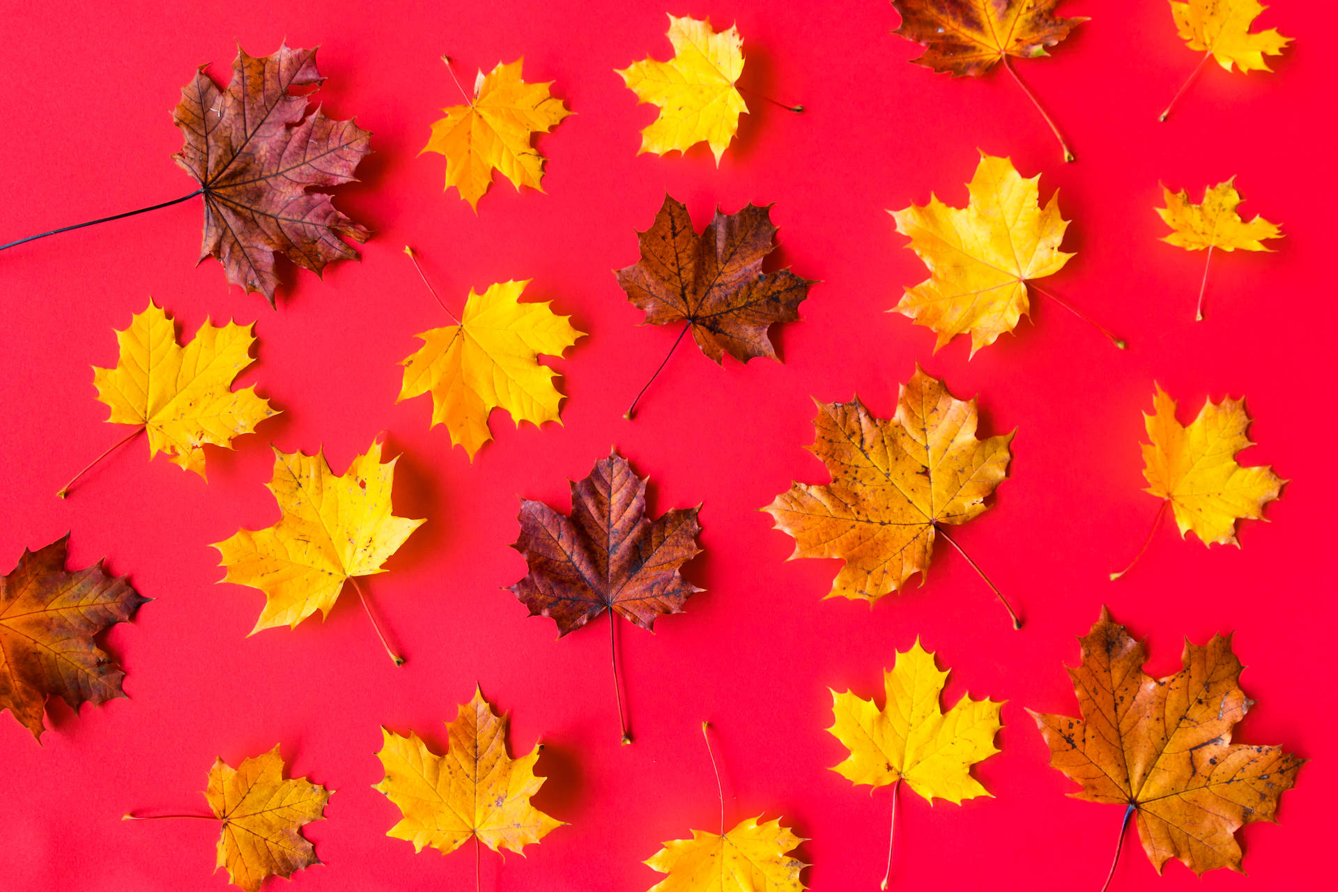 Dried Maple Leaves Beautiful Autumn Desktop Background