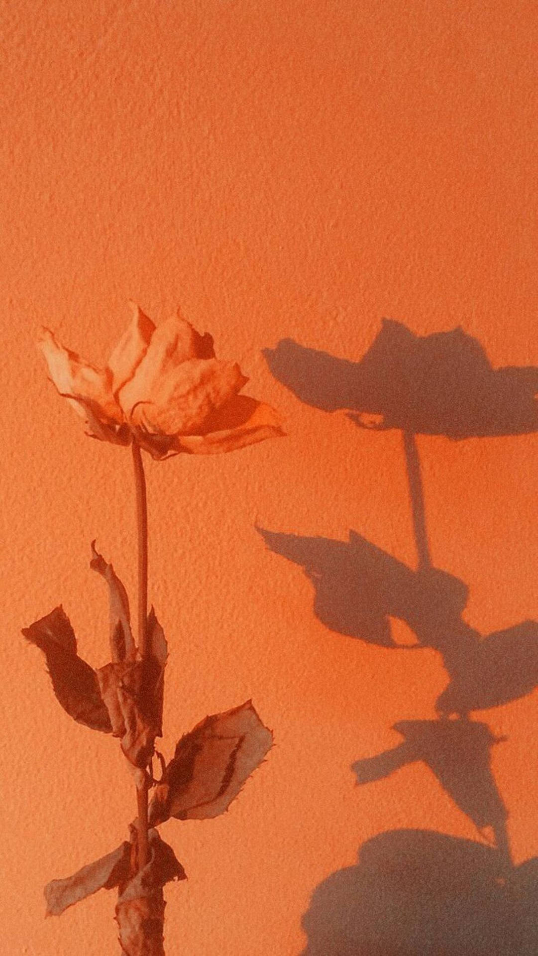 Dried Orange Rose Plain Aesthetic