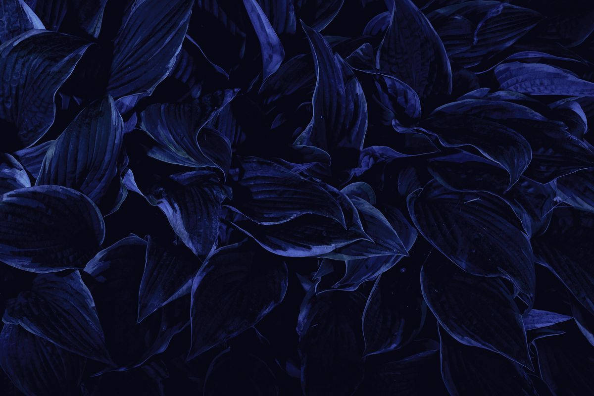 Dried Petals Aesthetic Dark Blue Hd Background