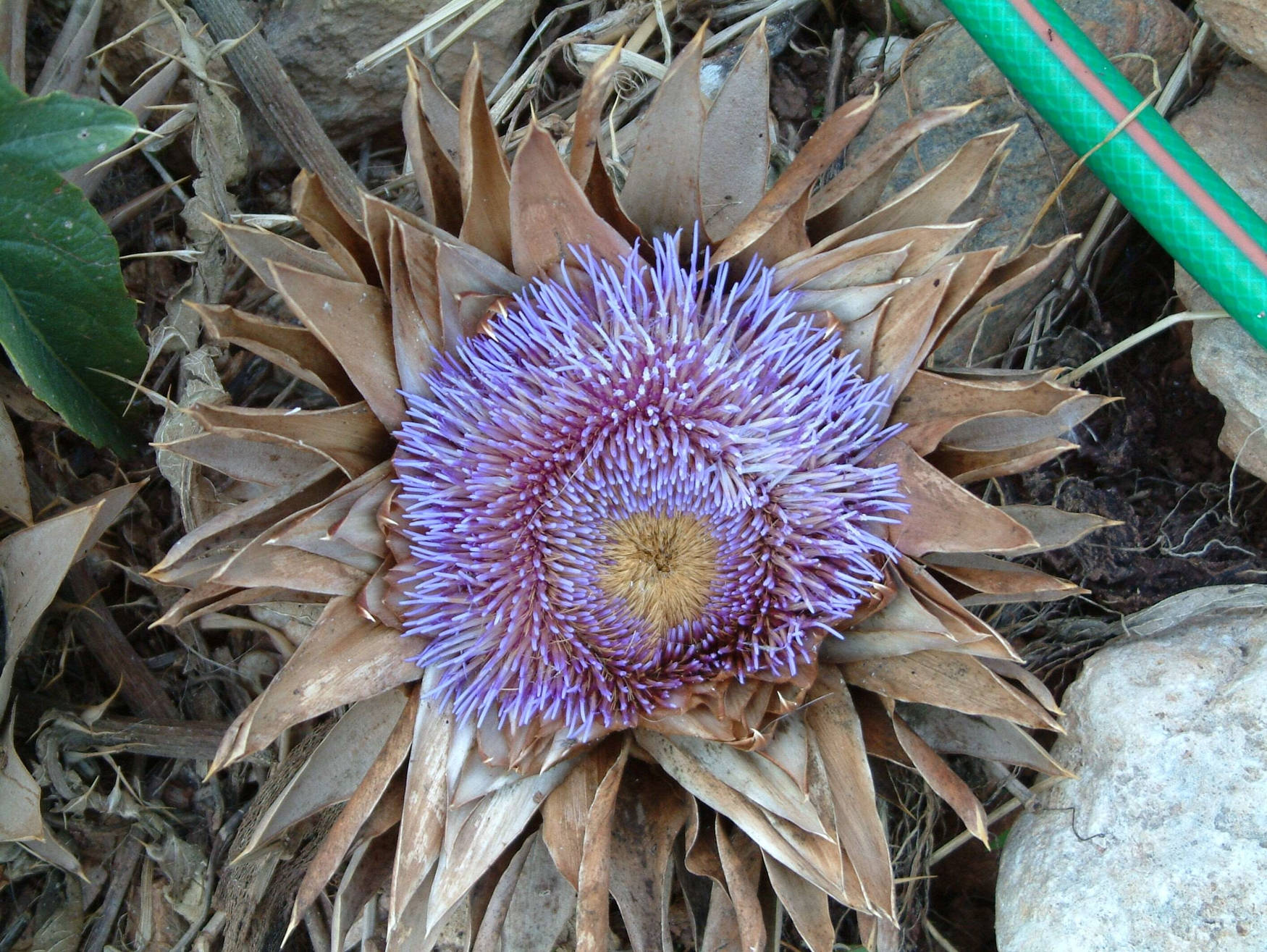 Dried Planted Violet Artichoke Flower Background