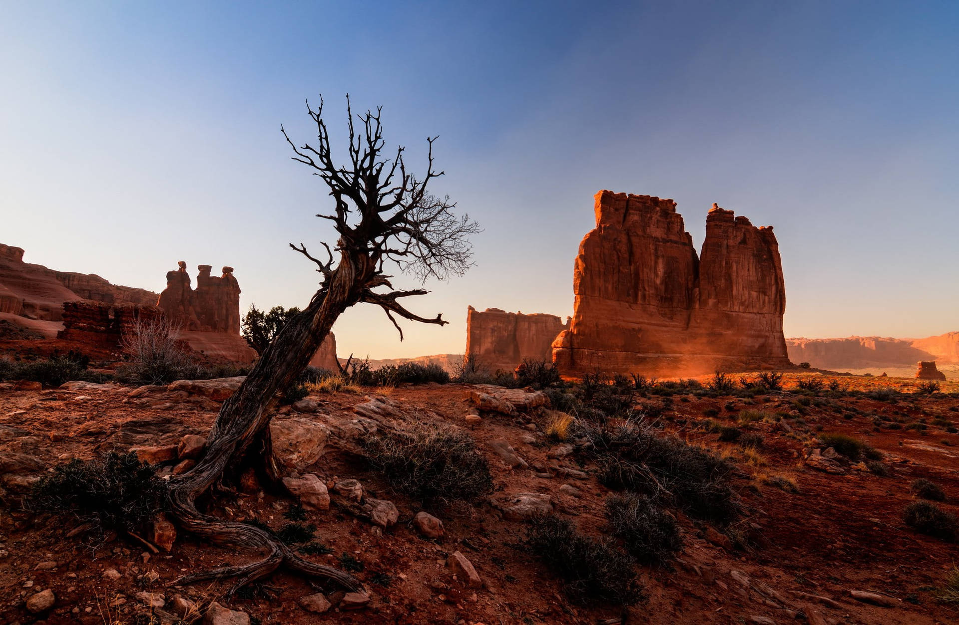 Dried Tree At Arches National Park Background