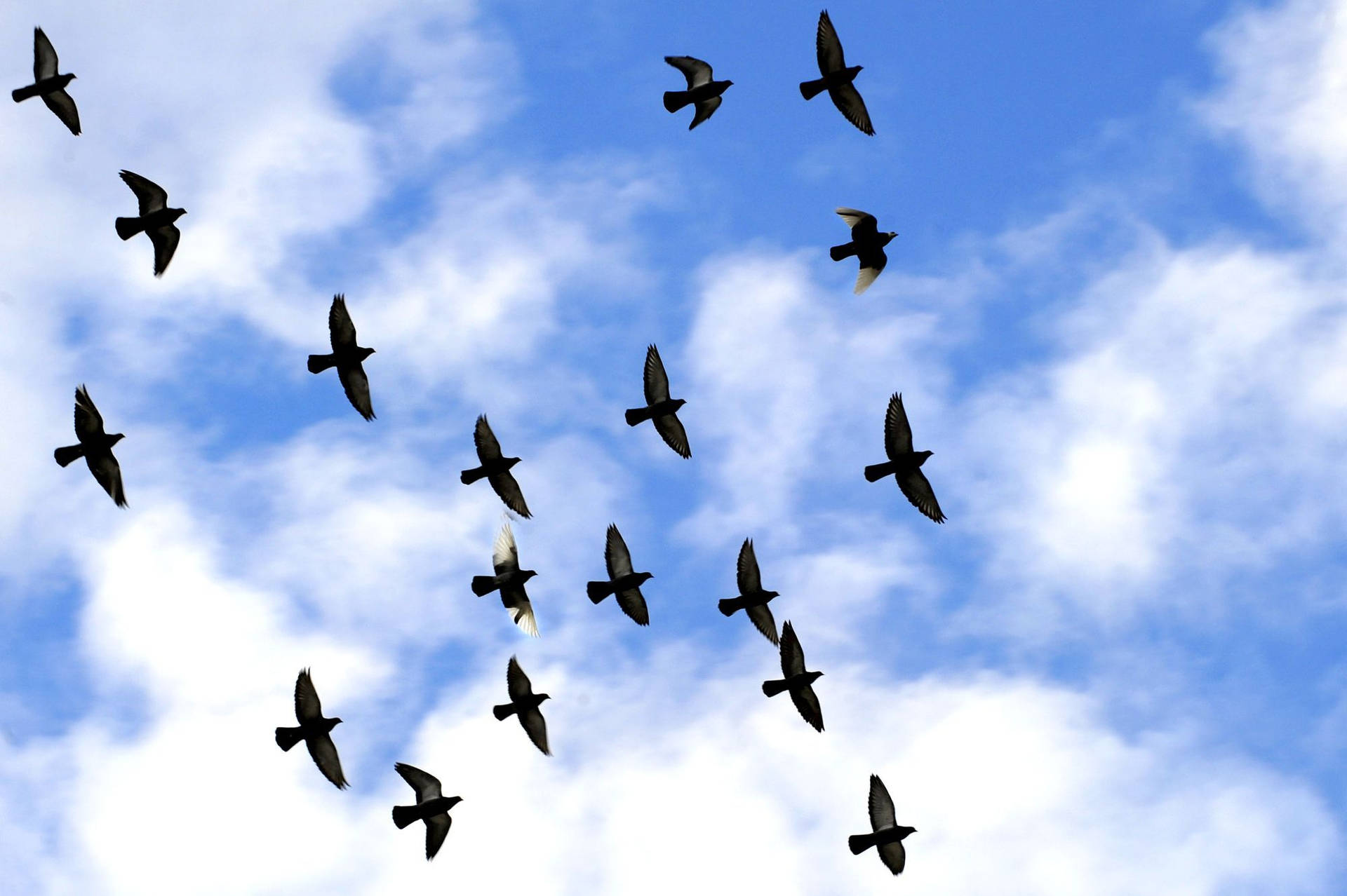 Drift Of Birds Flying Background