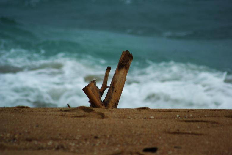 Driftwood Focus On Beach Seashore