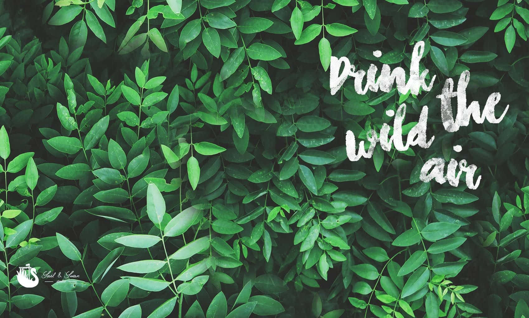 Drink Wild Air Olive Greenaesthetic Desktop