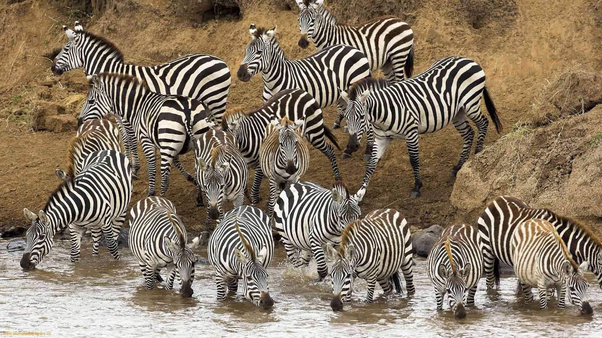 Drinking Zebra Wild Animals Background