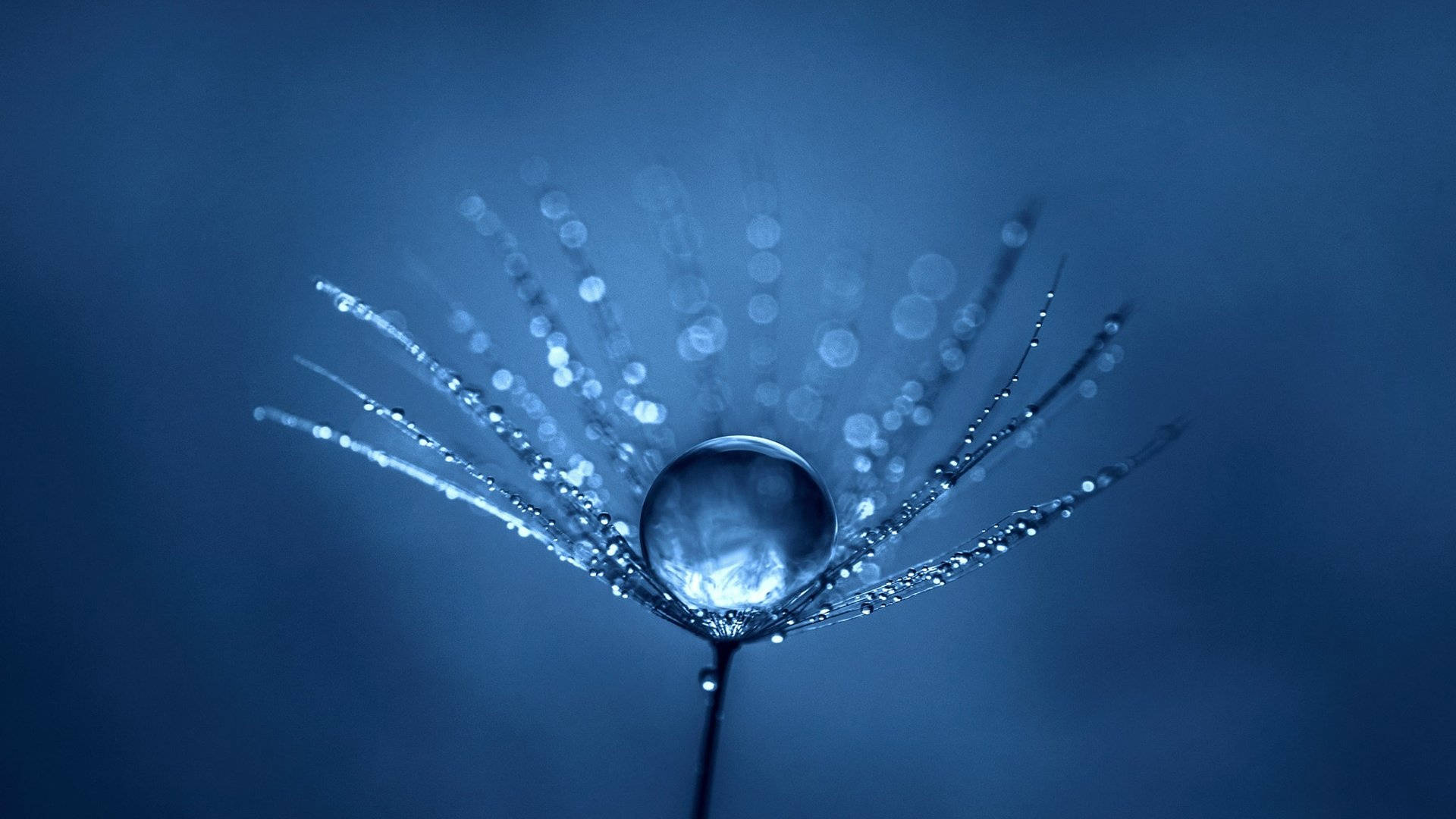 Drippy Water Droplet Flower