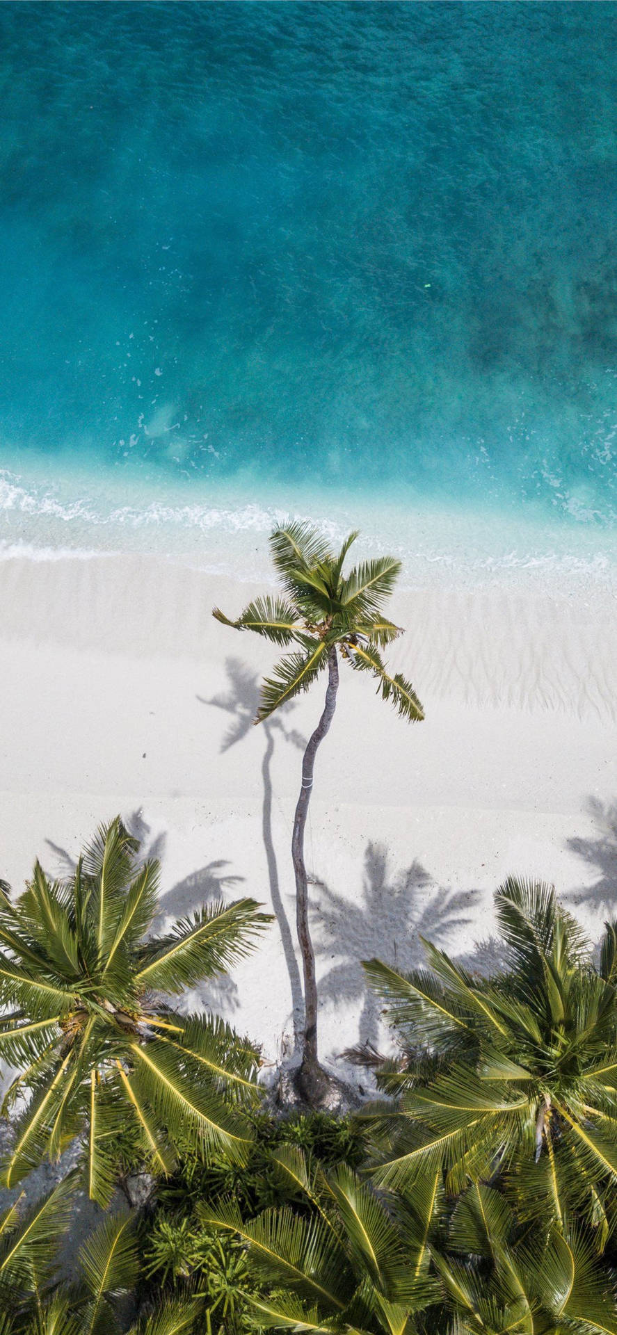 Drone Shot With Coconut Trees Background