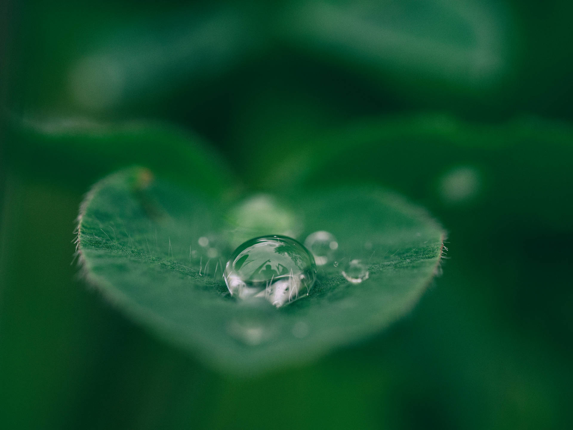 Droplets Of Dew Glisten On A Green Leaf Background