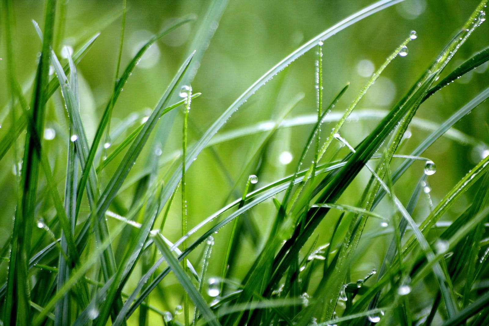 Droplets On Grass After Raining Background