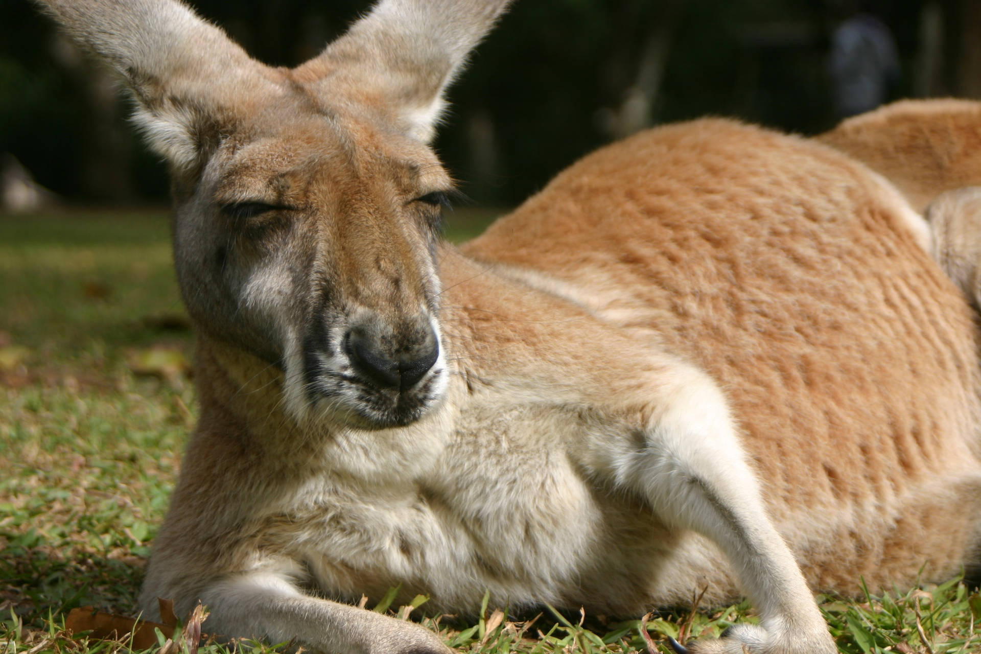 Drowsy Kangaroo Background