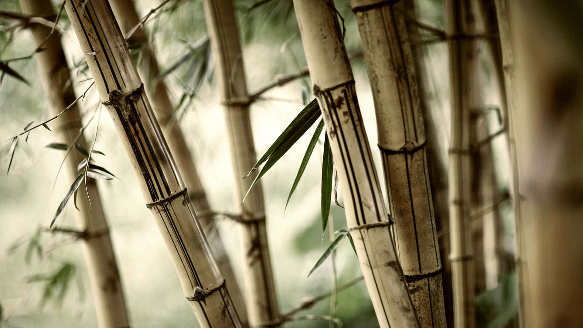 Dry And White Bamboo Desktop Background