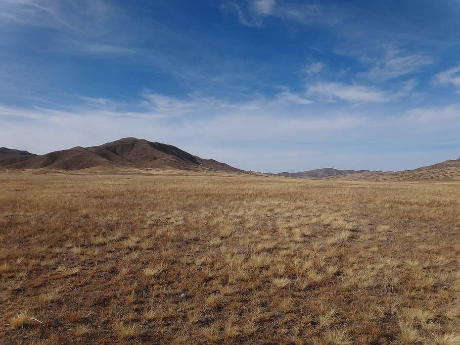 Dry Grasslands Of The Mongolias