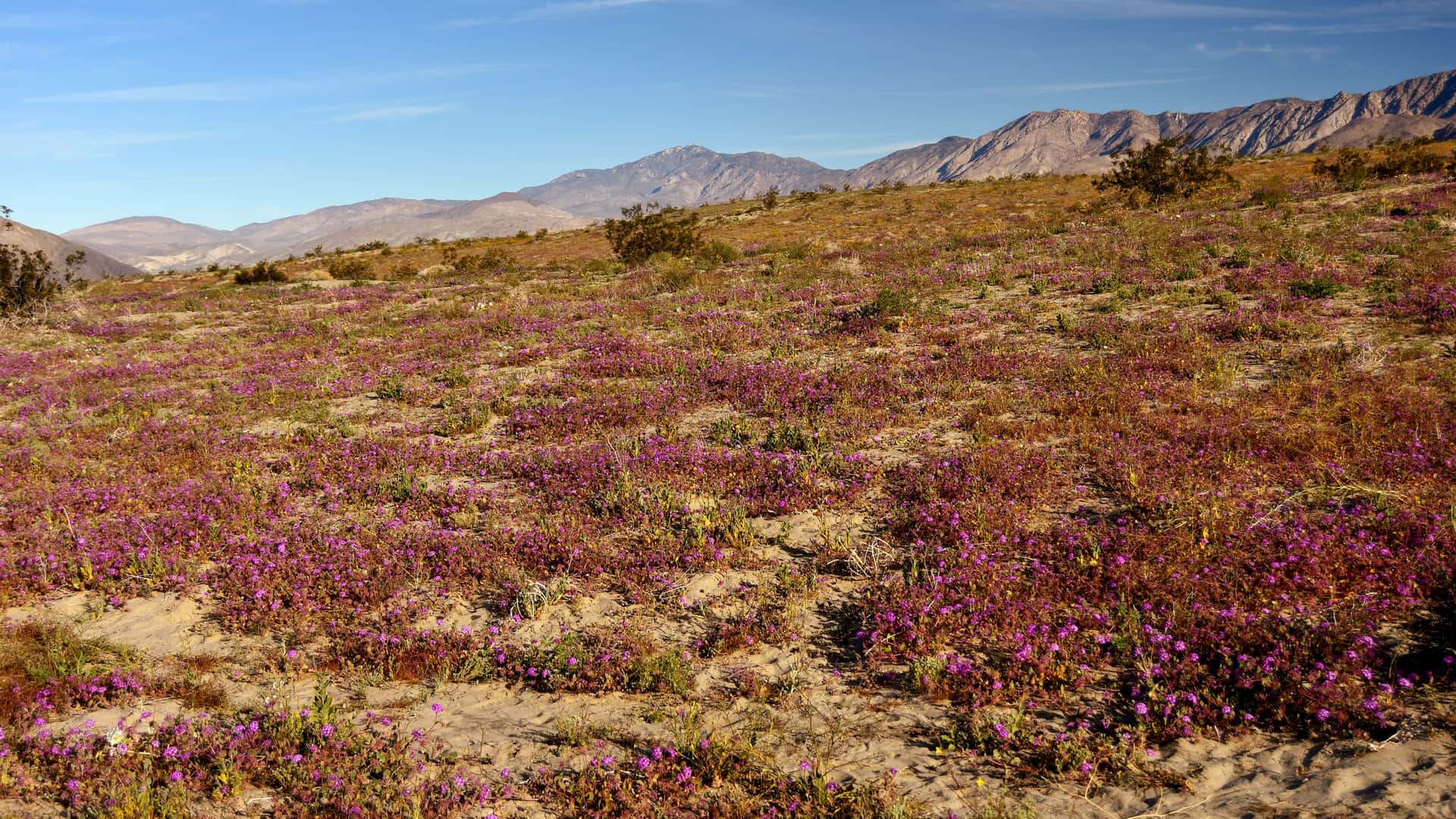 Dry Tundra Landscape Background