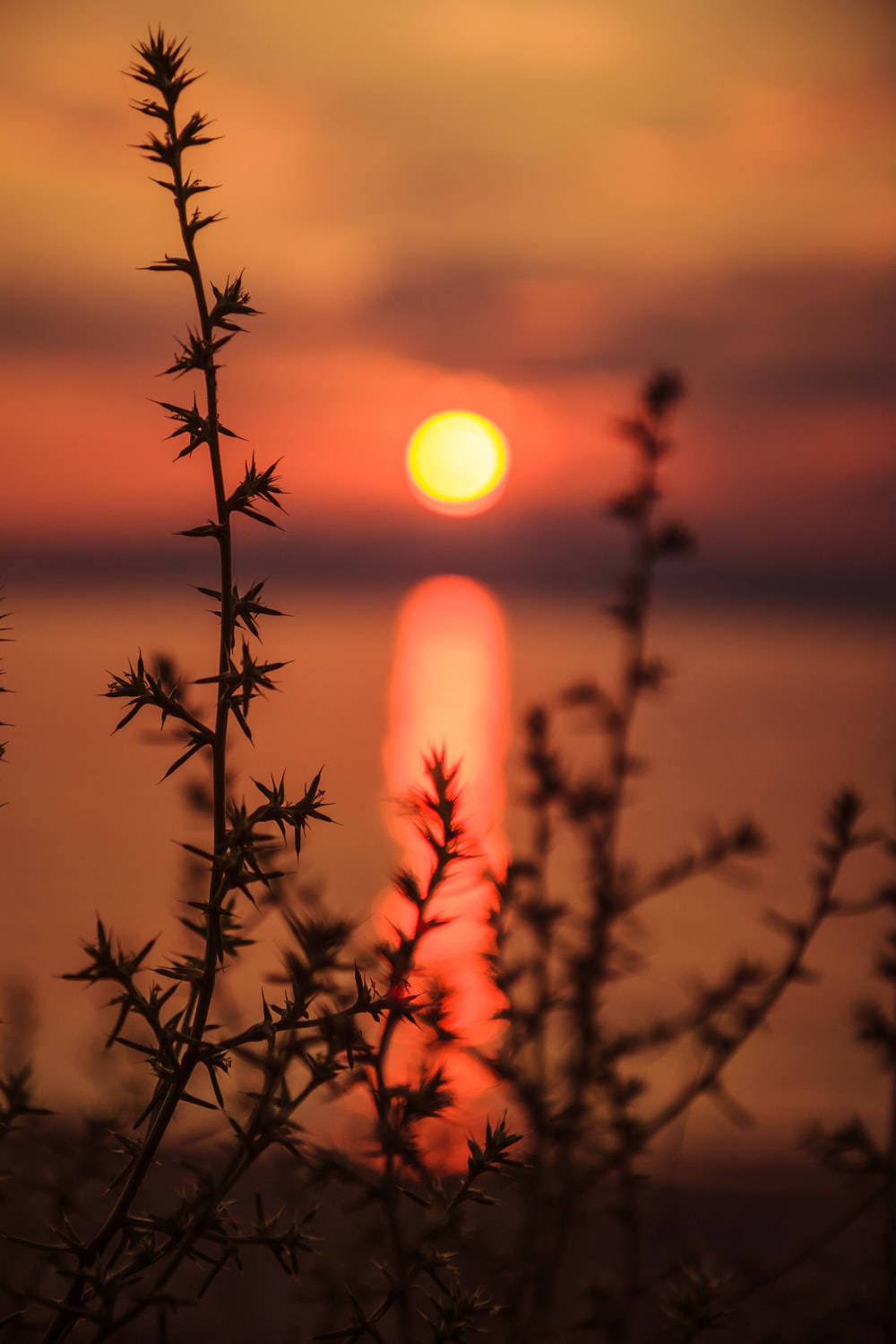 Dslr Blur Golden Sunset Background