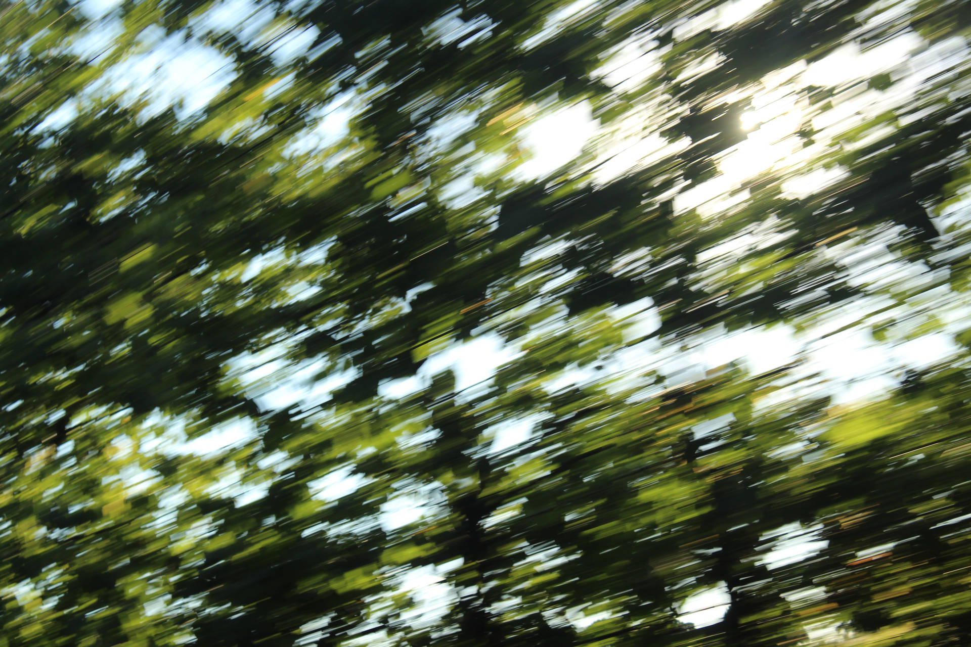Dslr Blur Image Of Leaves Background