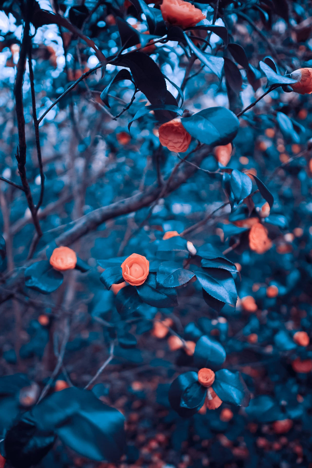 Dslr Blur Orange Flowers Background