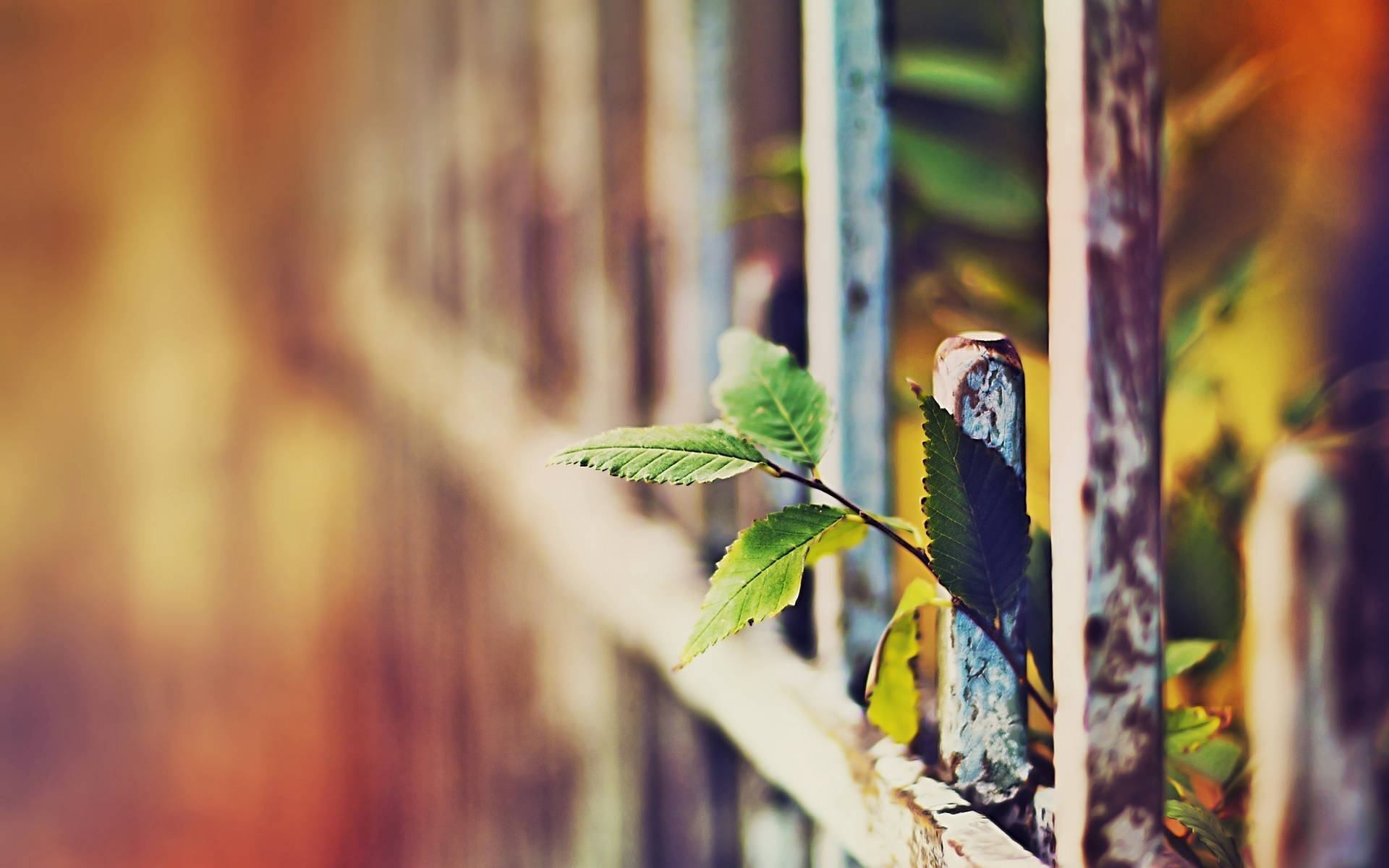 Dslr Blur Plant Behind Fence