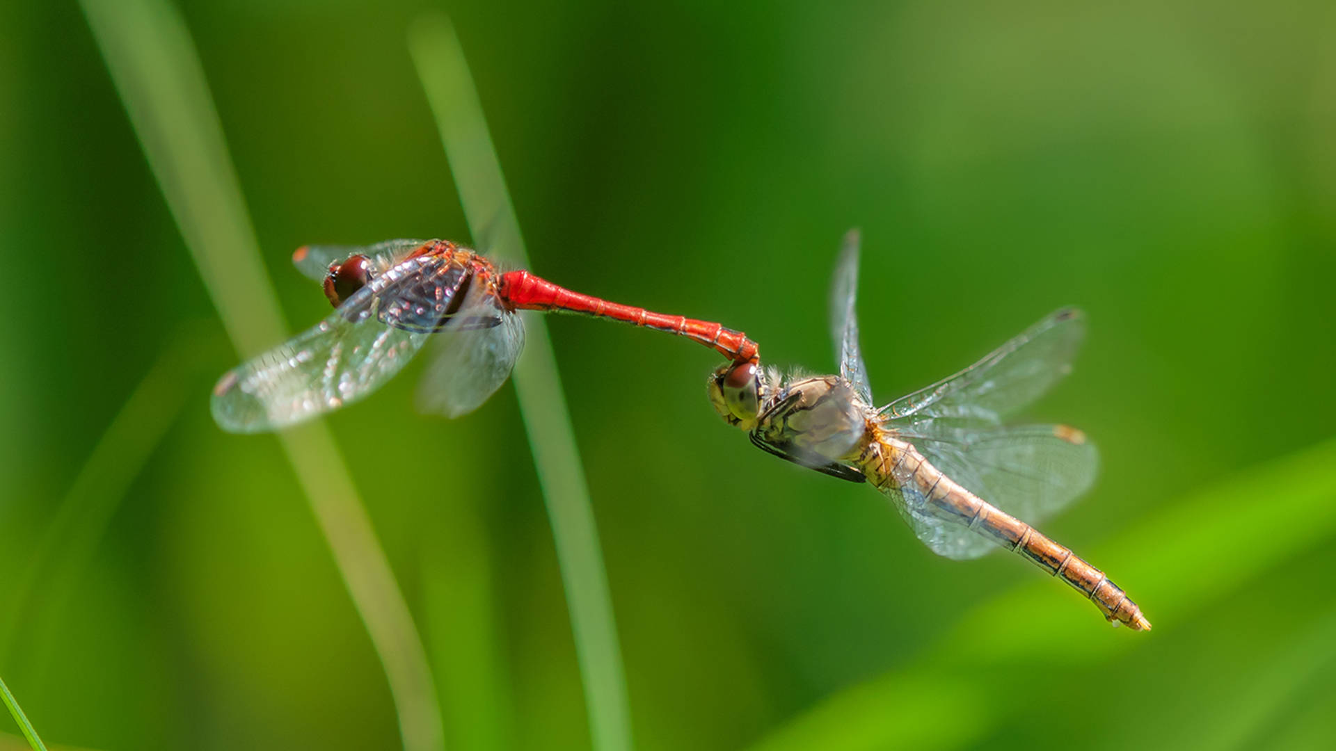 Dual Delicate Meadowhawk Dragonflies Background