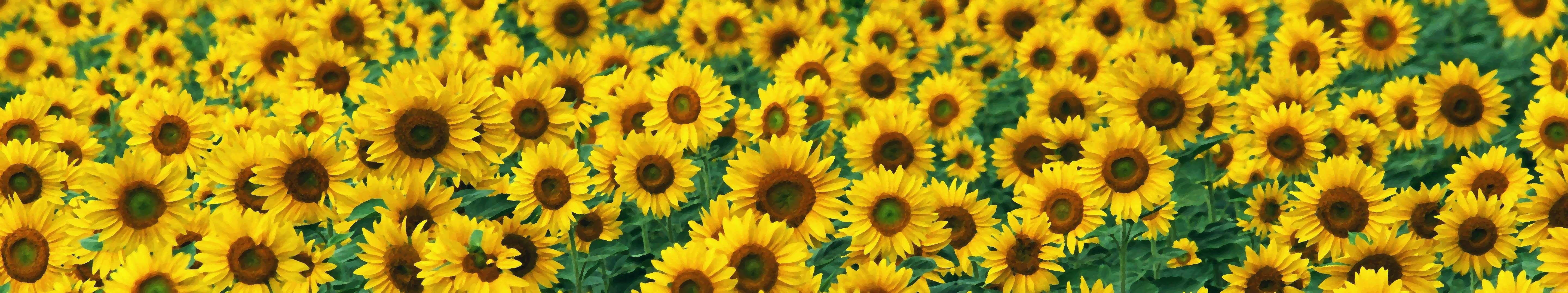 Dual Monitor Sunflower Laptop Background