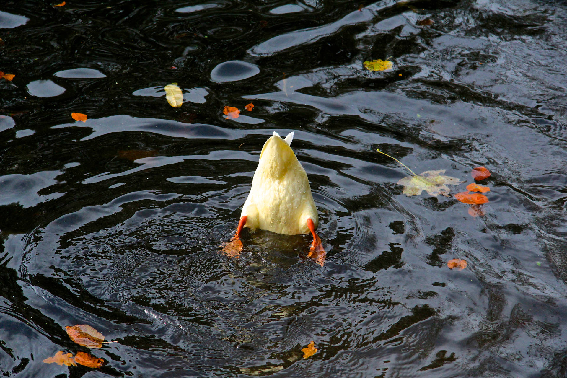 Duck Butts Background