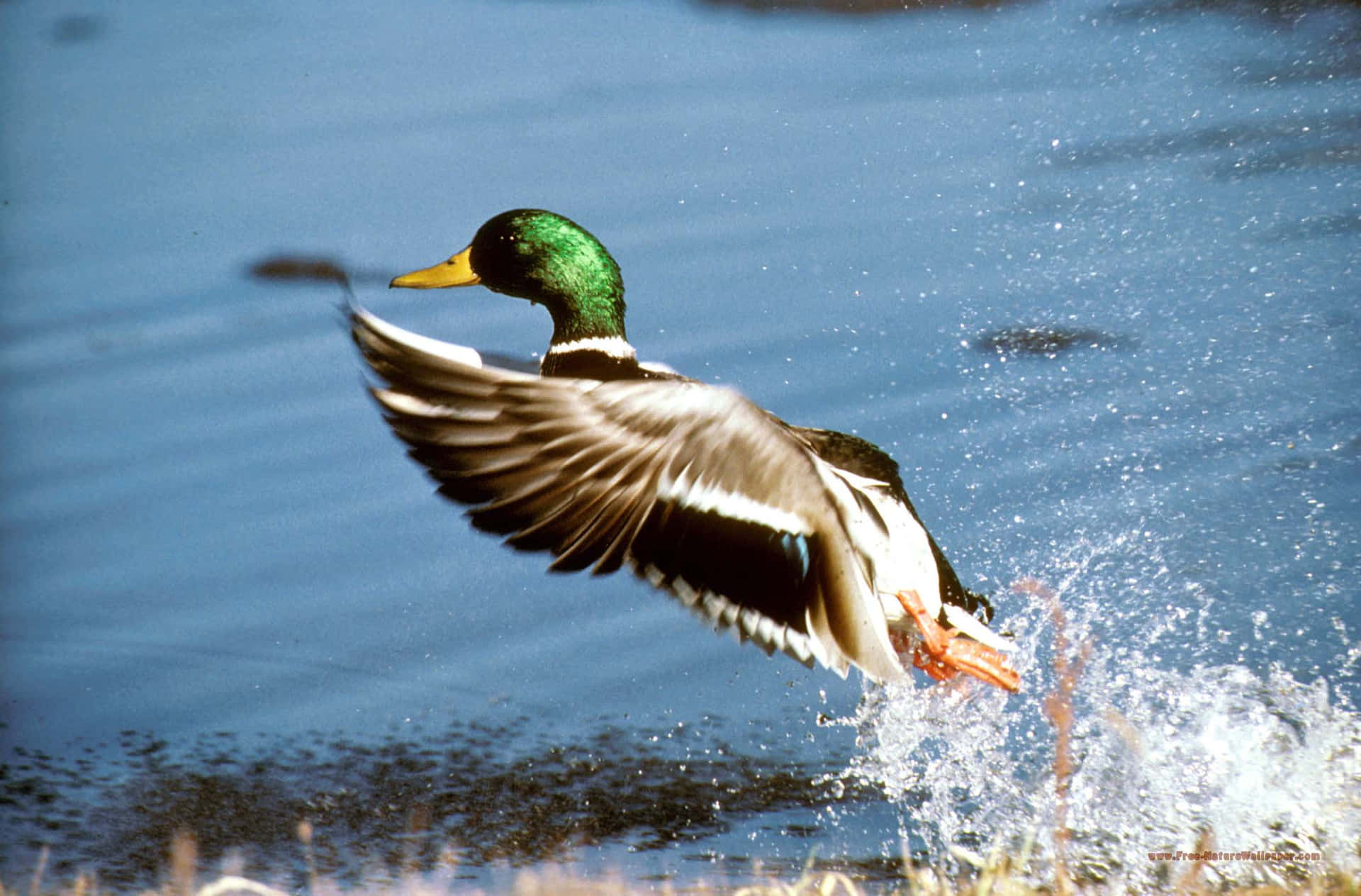 Duck Catching Fish For Duck Hunting Desktop Background