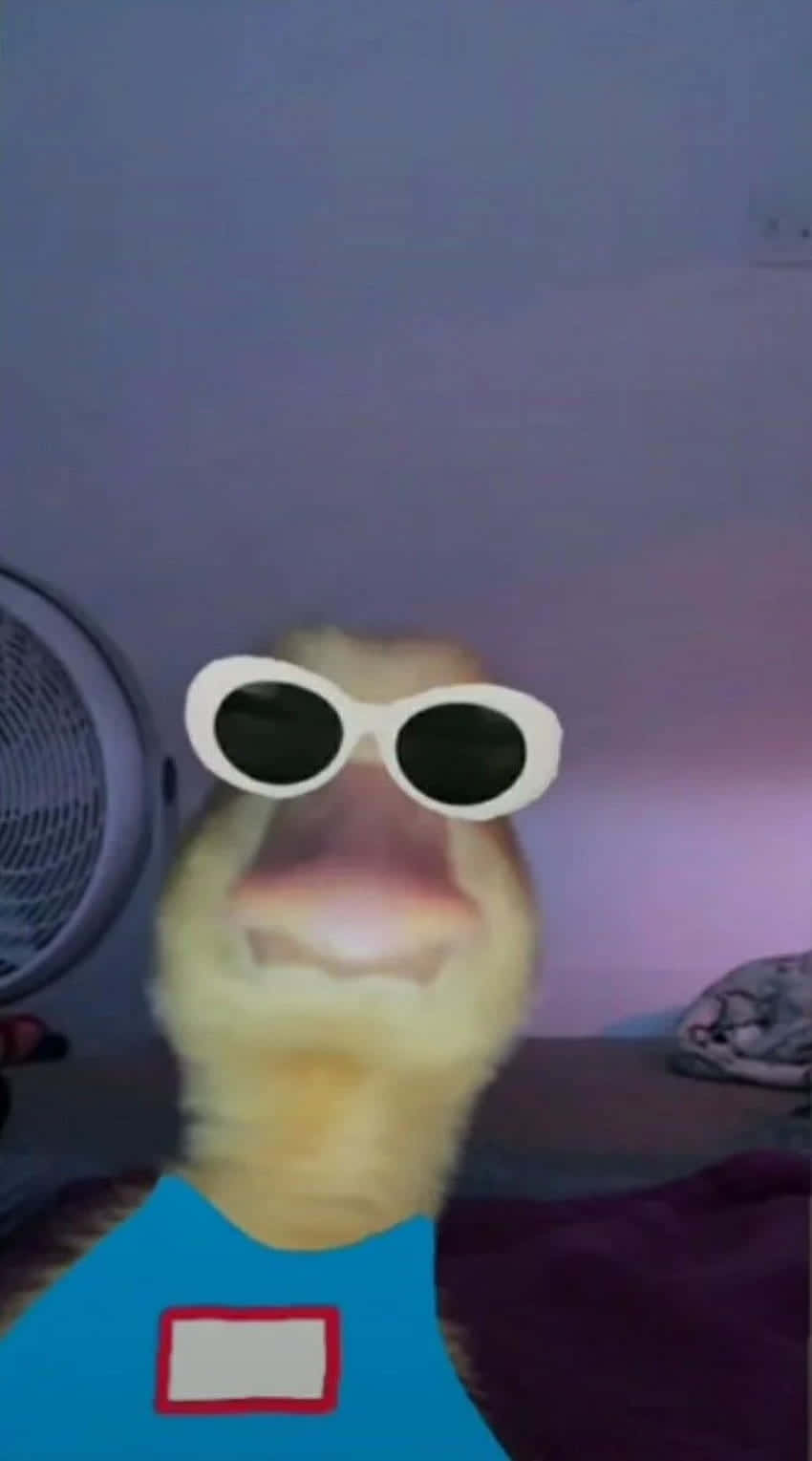 Duck Funny Discord Pfp Background