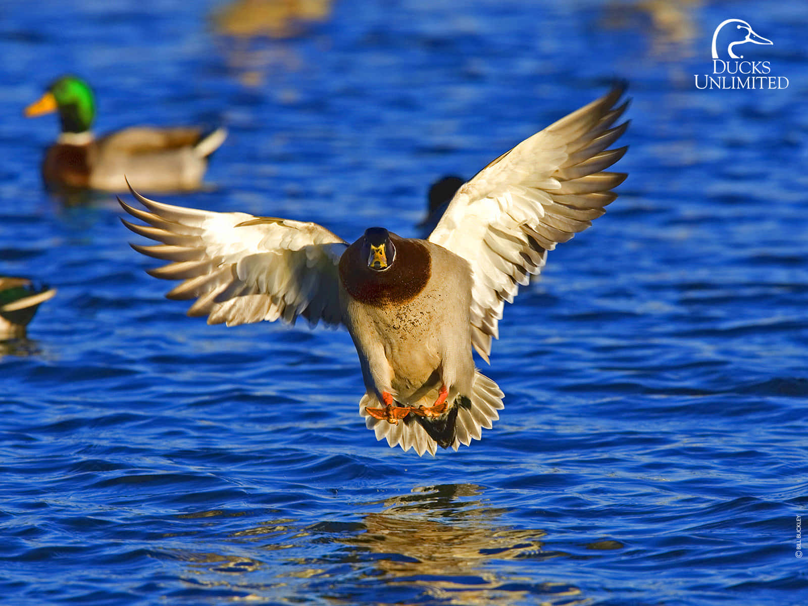 Duck Hunting Desktop - Start Your Season Off Right Background