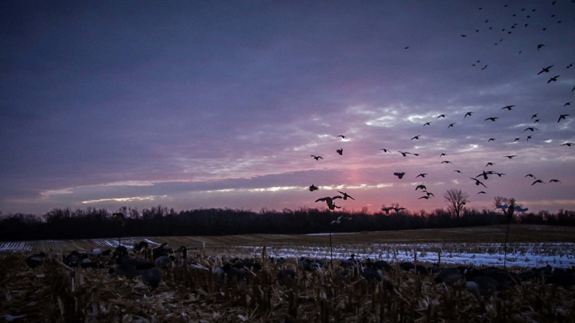 Duck Hunting From The Shore Background