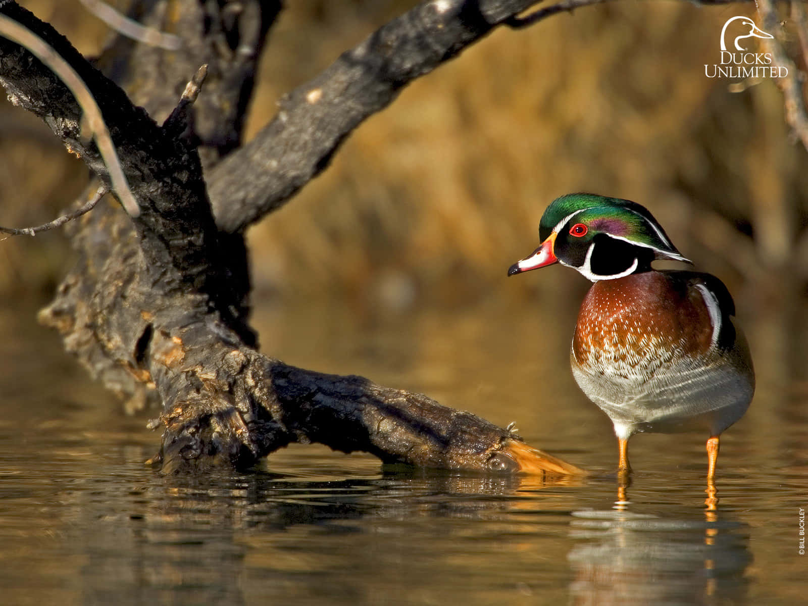 Duck Hunting To The Core Background