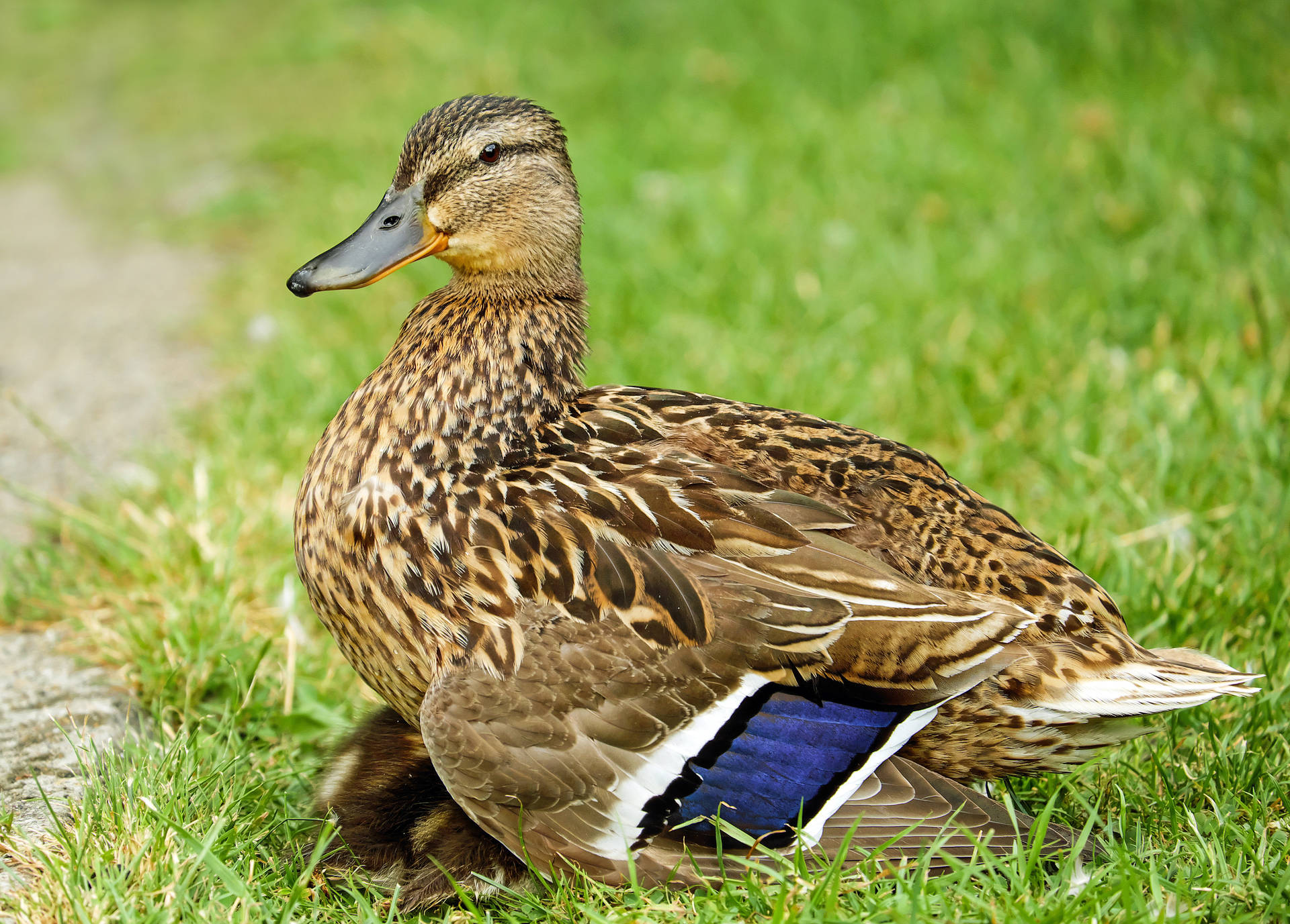 Duck In The Grass Background