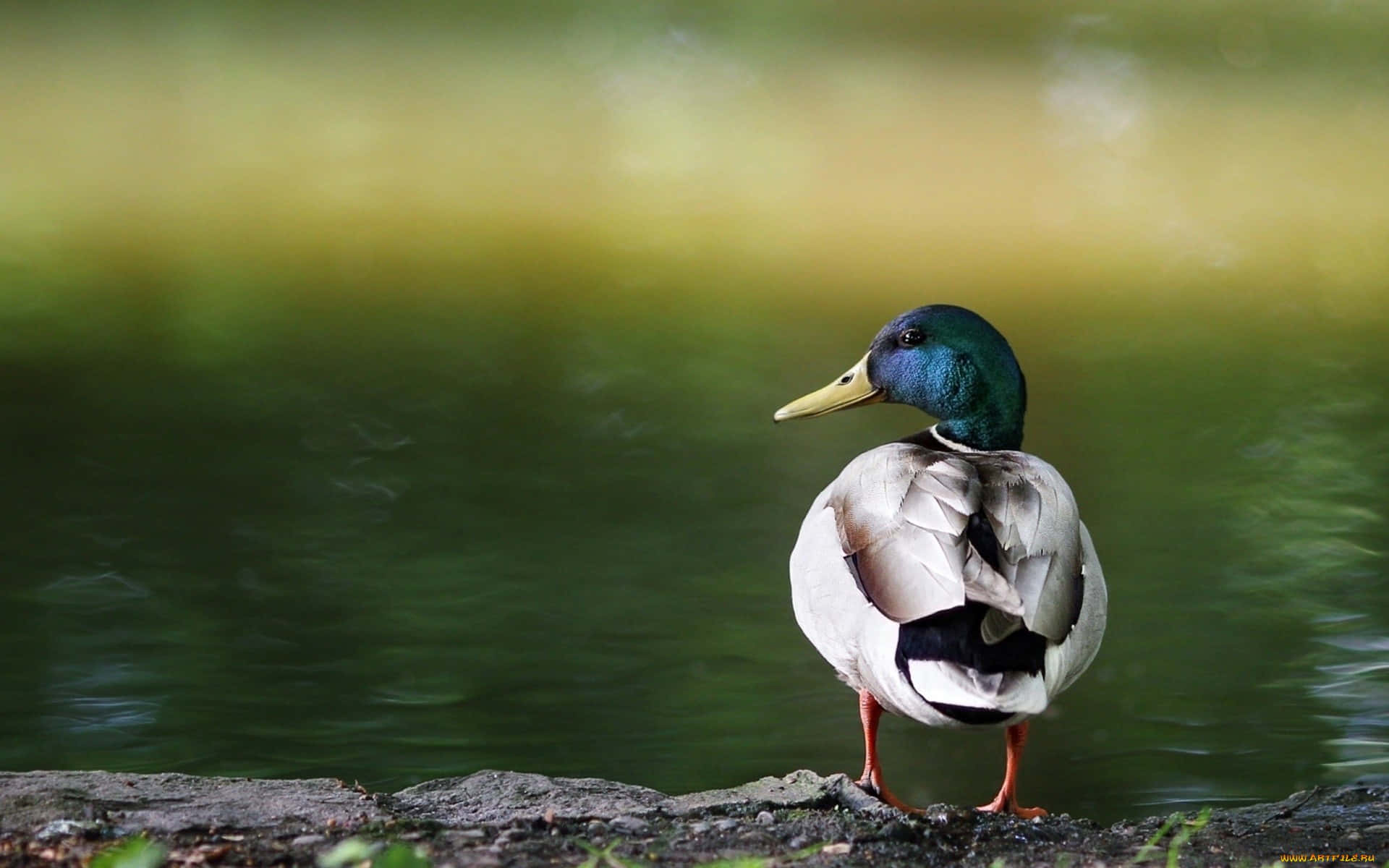 Duck Looking Around For Duck Hunting Desktop Background