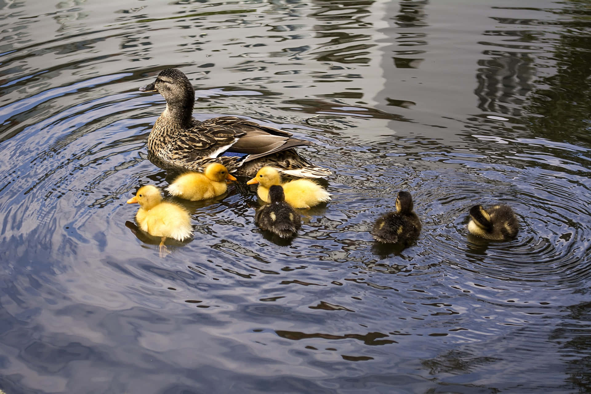 Duck Mother Bird In The Pond Background