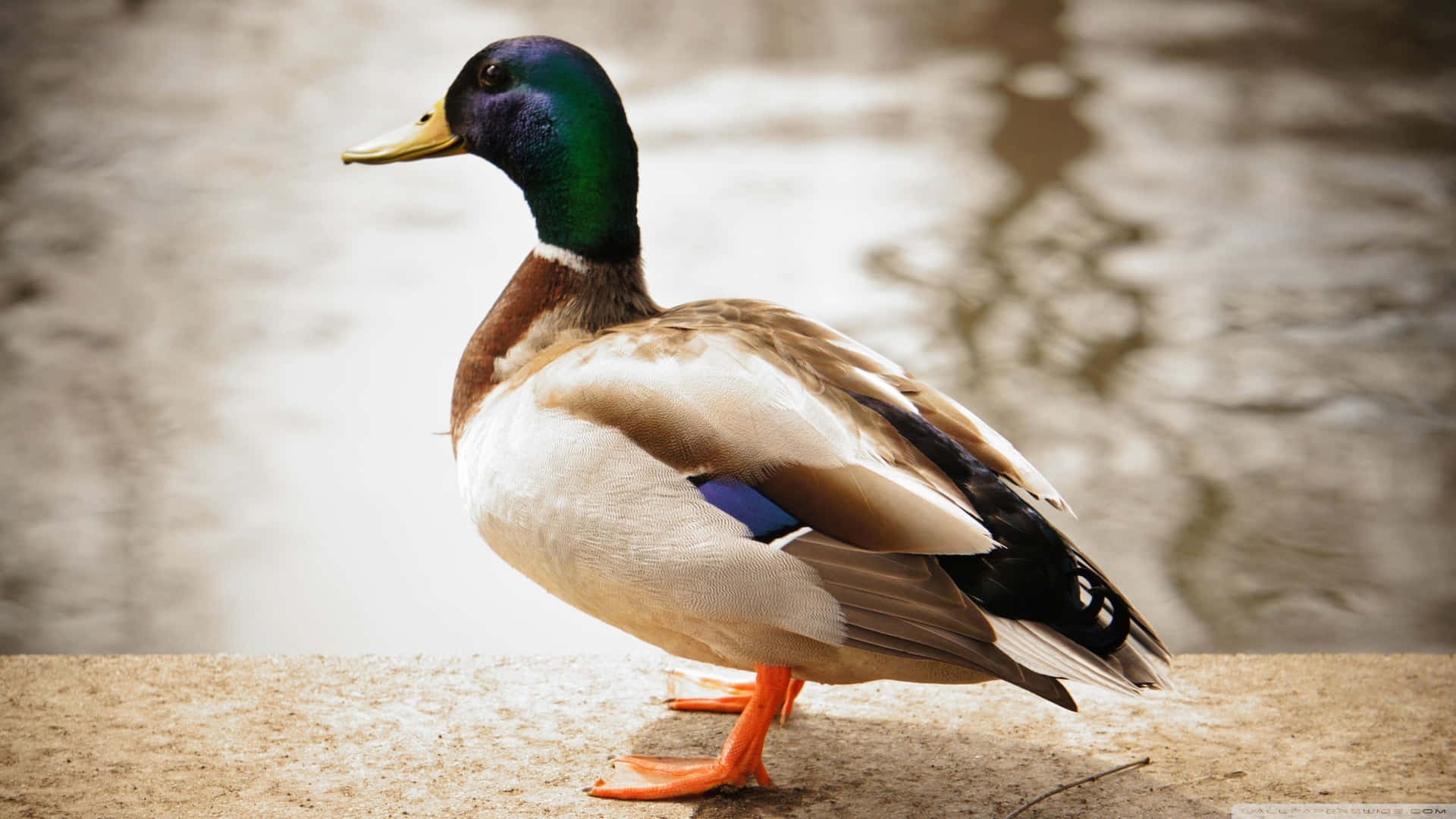 Duck Standing On Ledge Duck Hunting Desktop Background