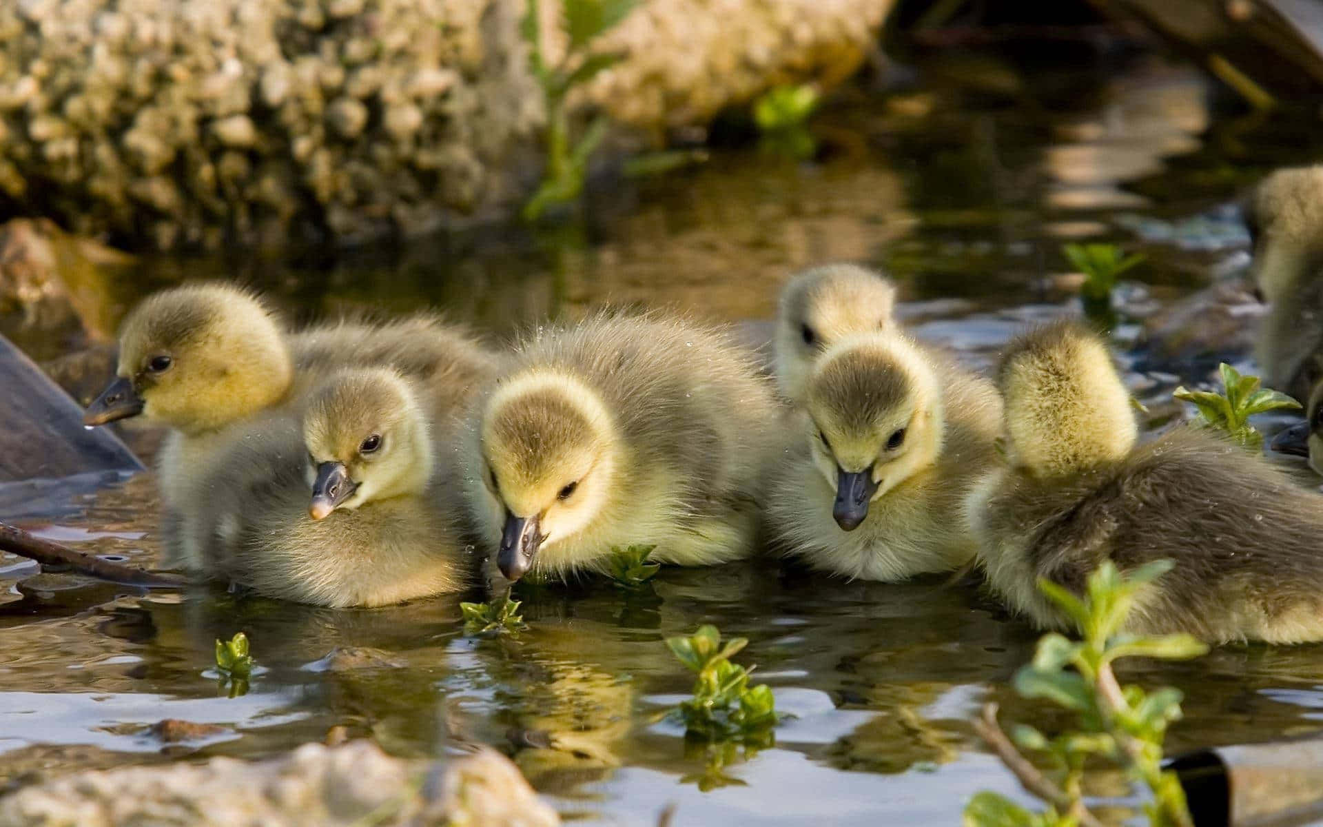 Ducklings Feeding In River Duck Hunting Desktop Background