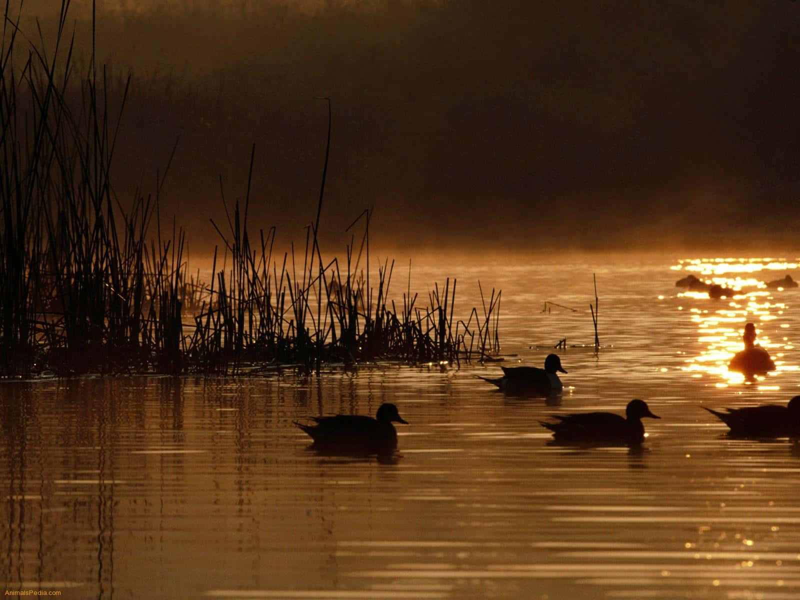 Ducks Fly As Hunters Aim For A Successful Duck Hunting Trip Background