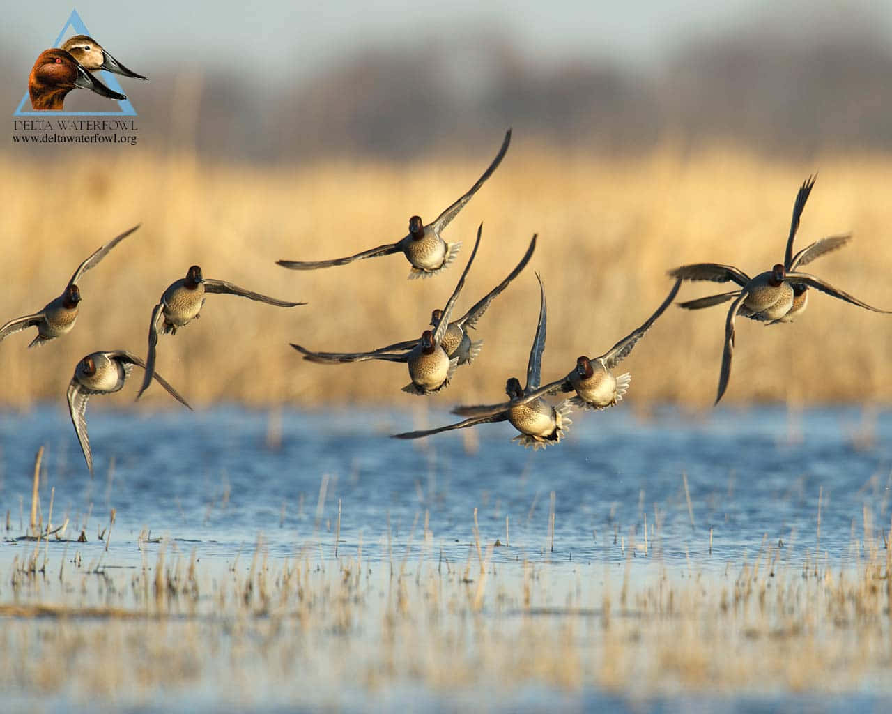 Ducks Flying Over Marsh For Duck Hunting Desktop Background