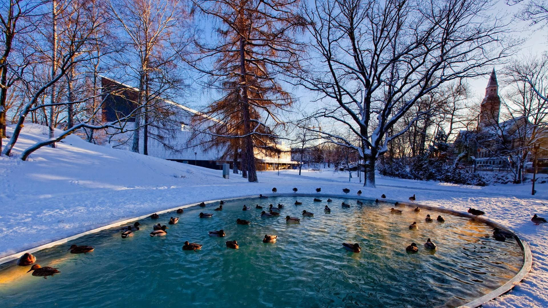 Ducks On A Pond Hd Computer Background