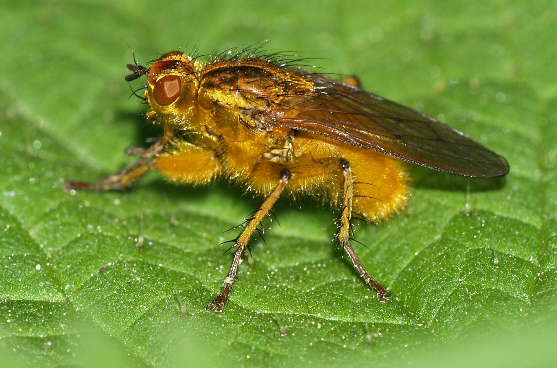 Dung Fly Background