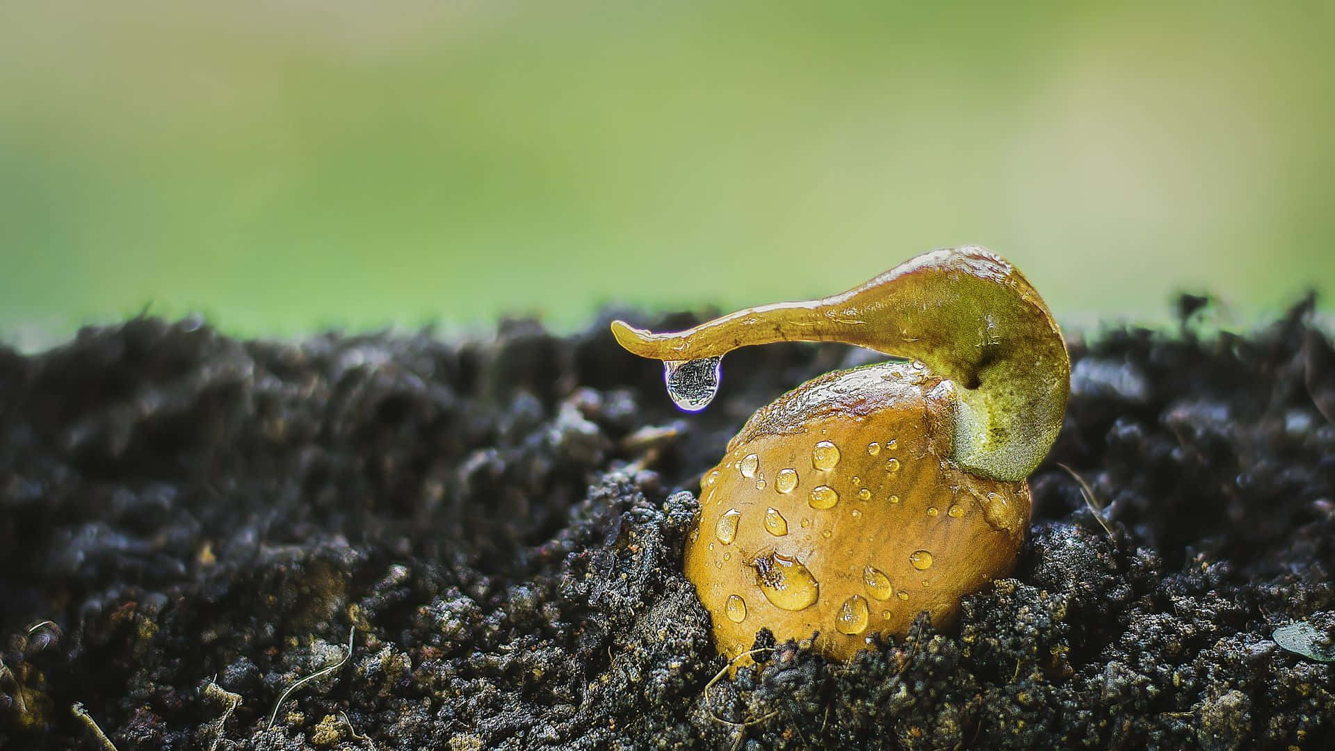 Durian Seedling Germination Water Droplets Background