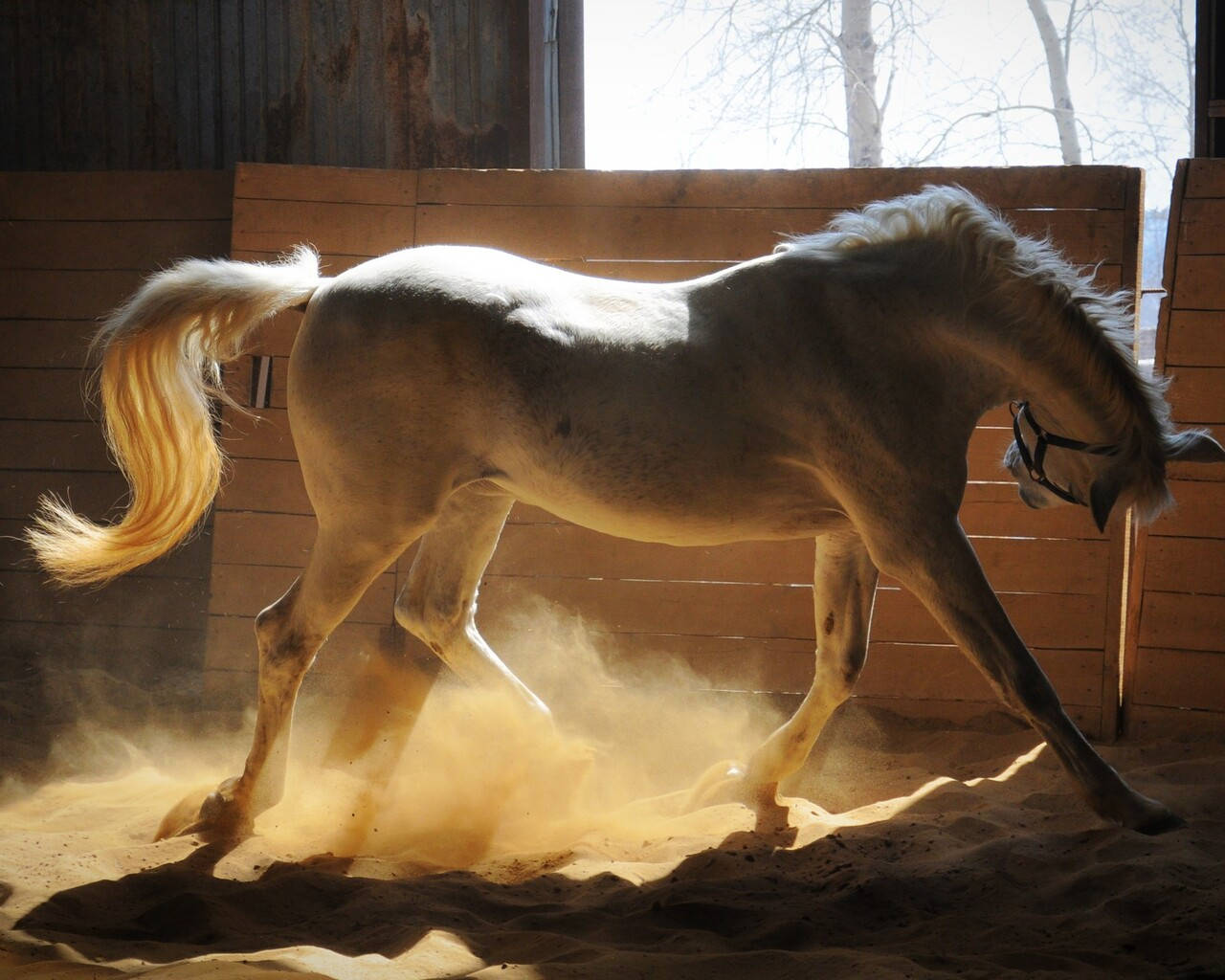 Dusty White Horse In Stable Background