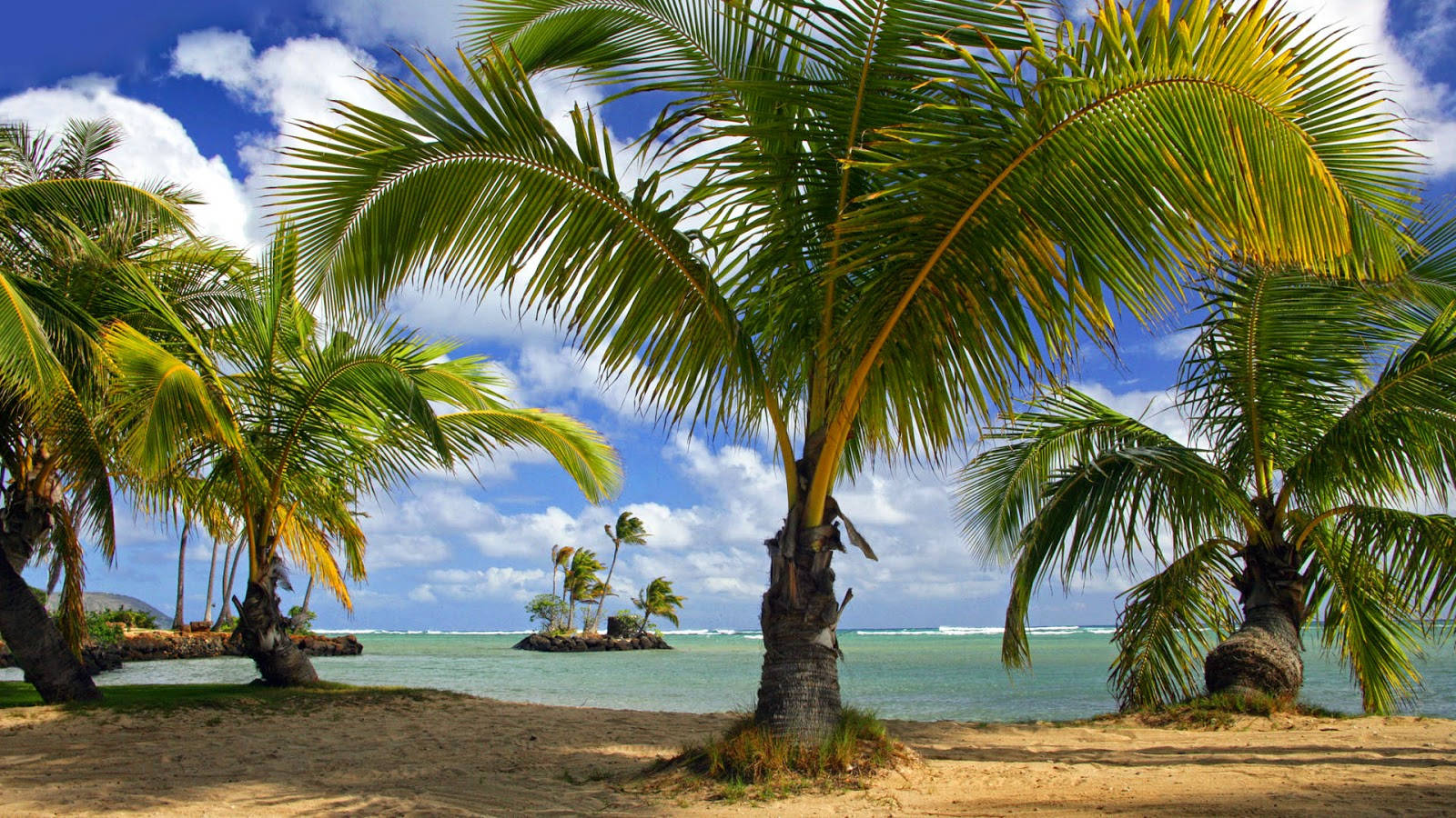 Dwarf Coconut Trees Over Beach Sand Background