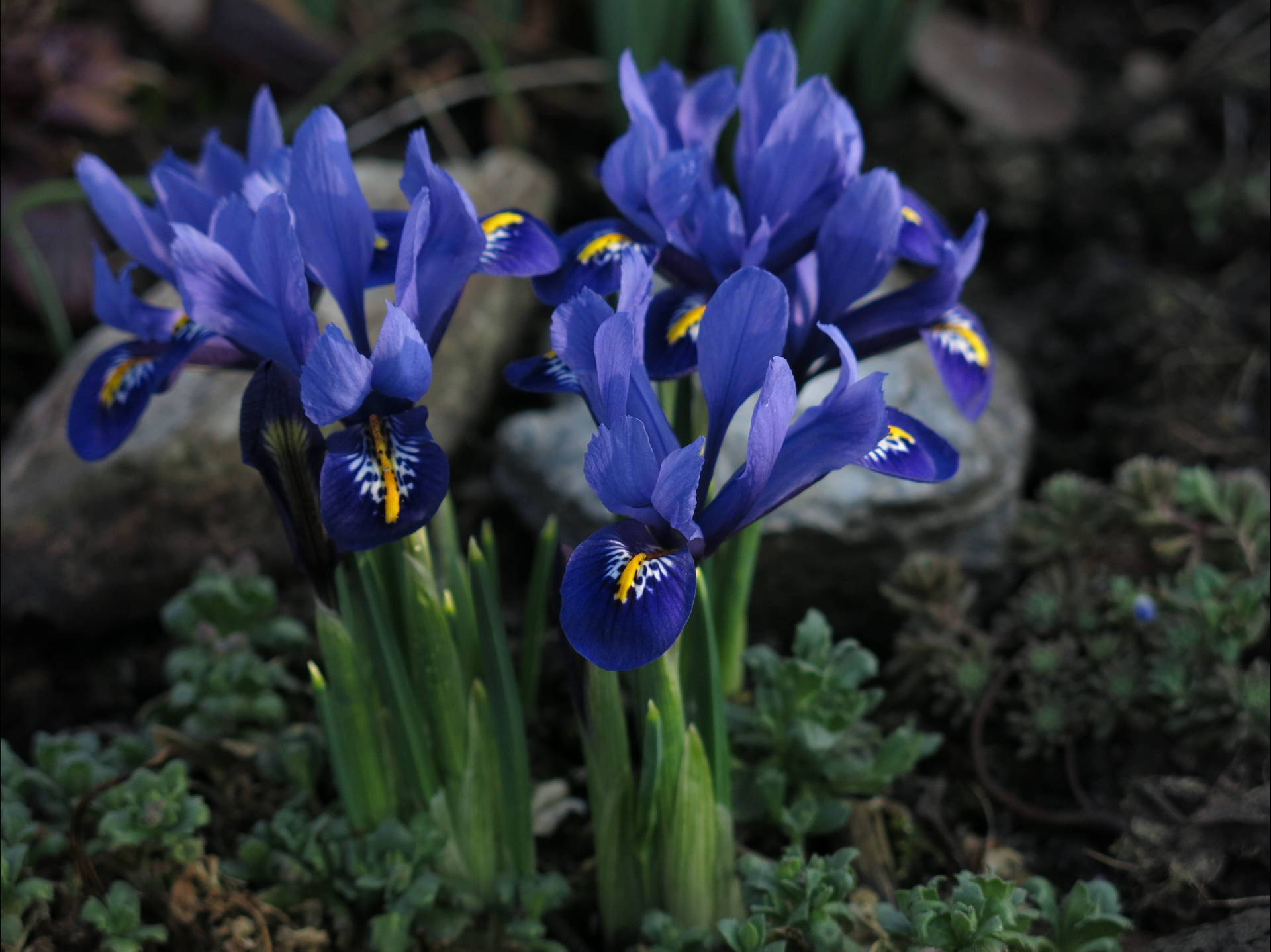 Dwarf Iris Flowers Background