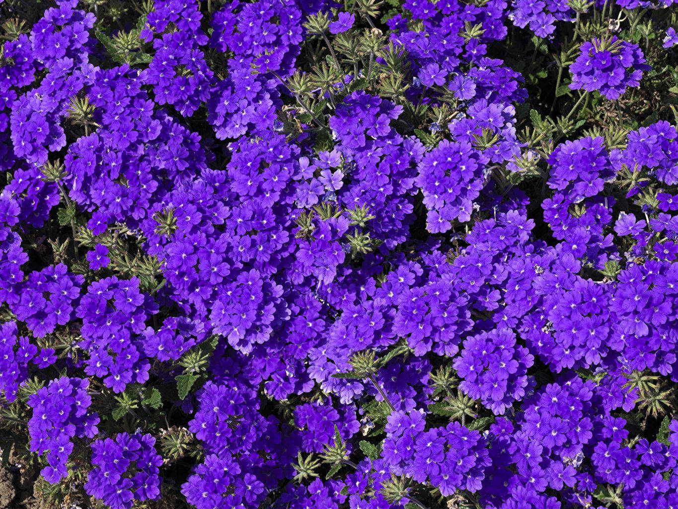 Dwarf Rock Cress Purple Flowers Field Background