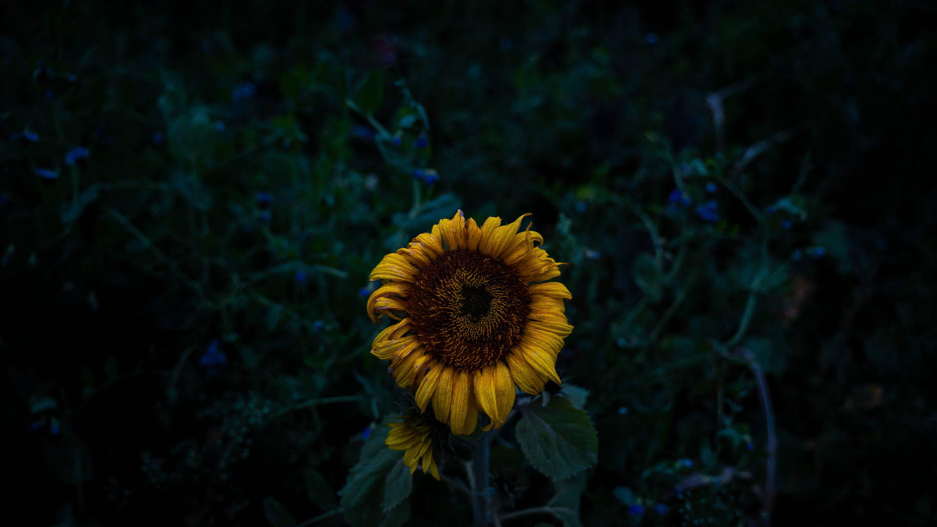 Dying Sunflower Laptop Background