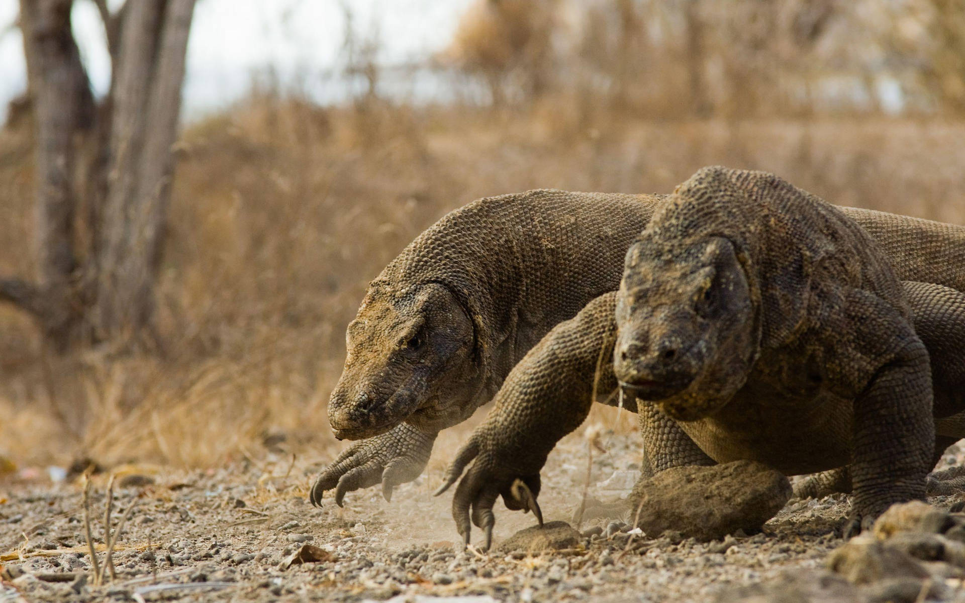 Dynamic Duel: Racing Komodo Dragons