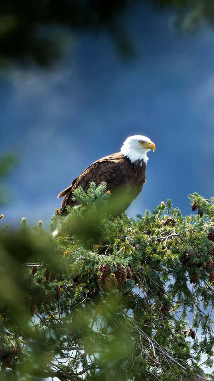 Eagle Bird Iphone Cover Design Background