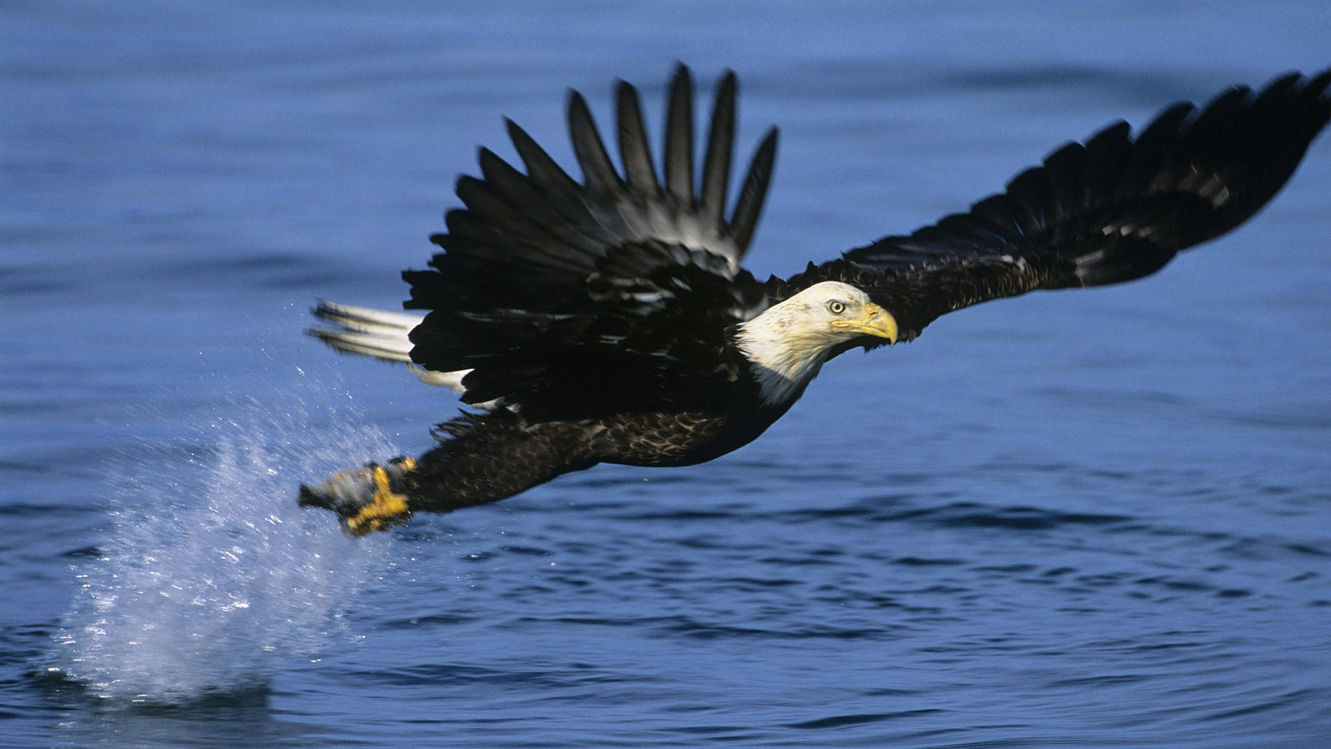 Eagle Catching Fish Background